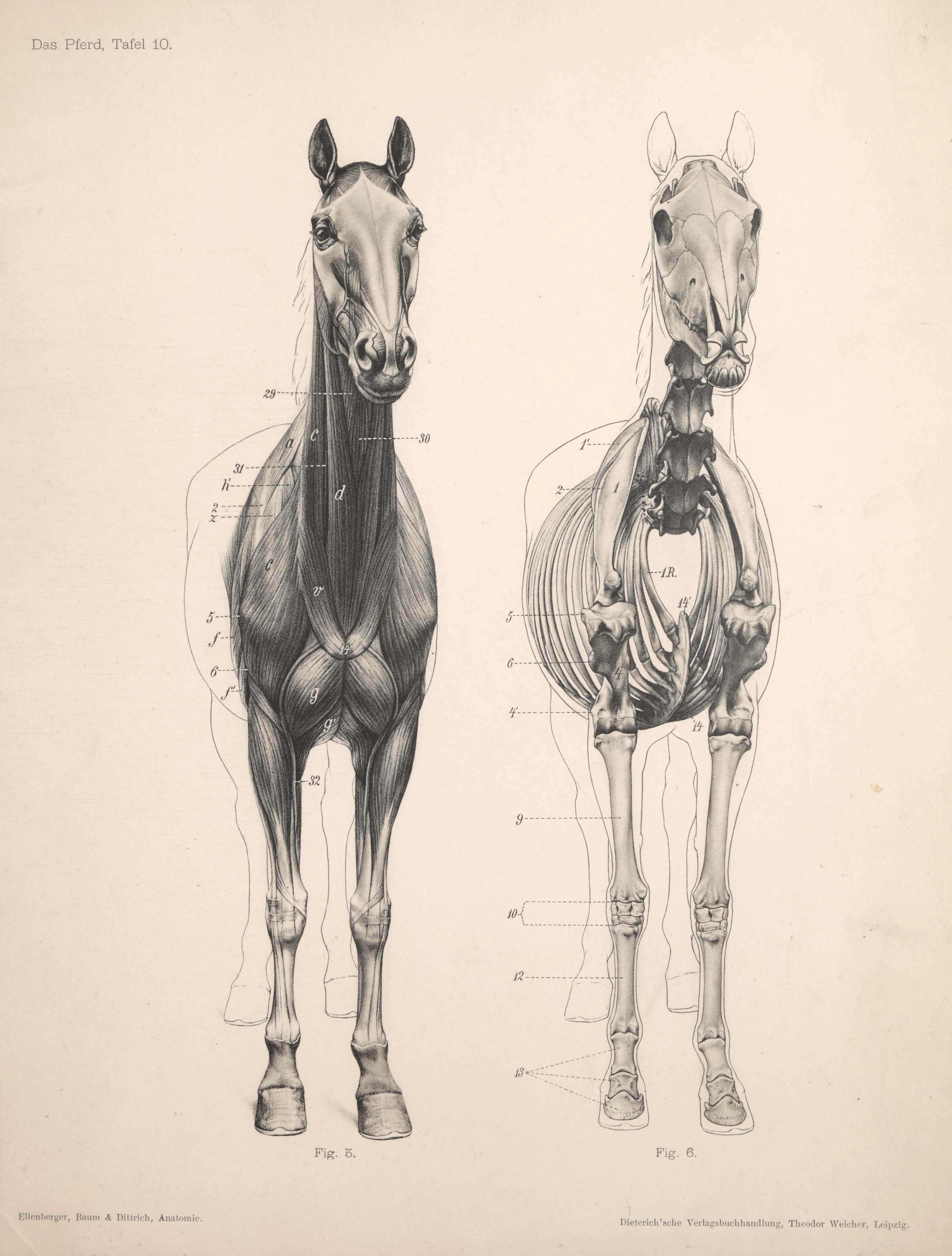 Frontalansicht zweier anatomischer Pferdezeichnungen, links muskuläre Darstellung, rechts die Darstellung des Skeletts