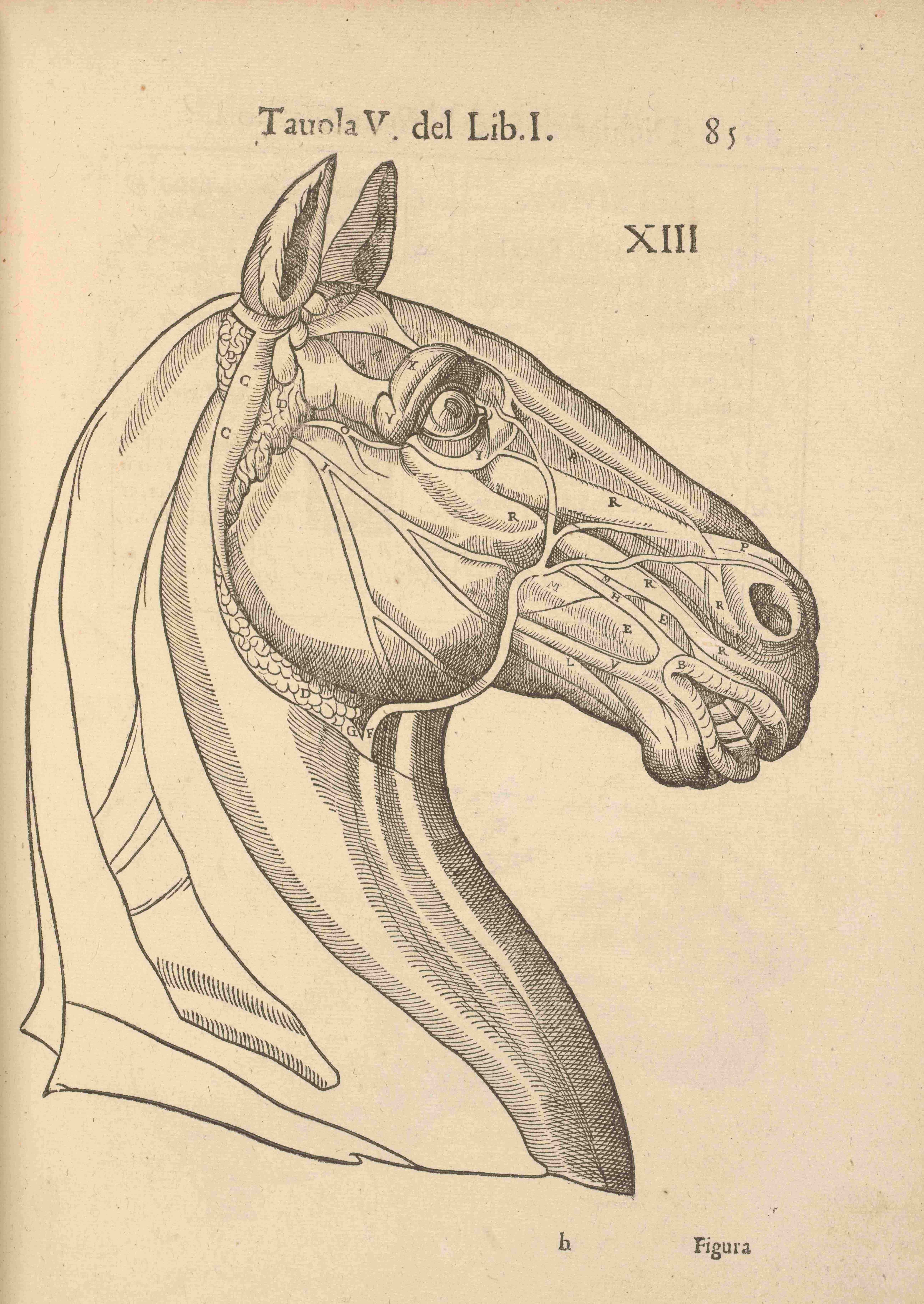 Pferdekopf im Profil, anatomische Innenansicht