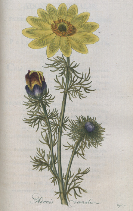 Adonisröschen - Adonis Vernalis