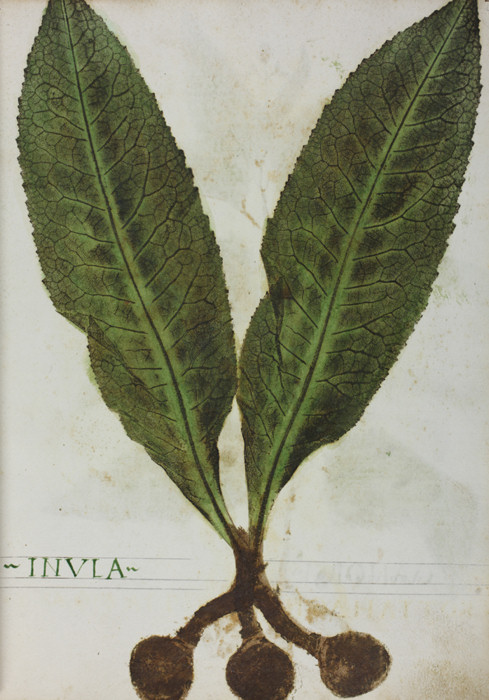 Echter Alant (inula helenium)