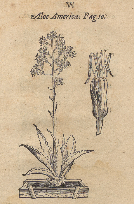 Amerikanische Aloe