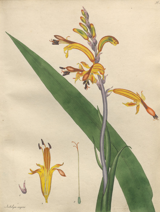 Chasmanthe aethiopica