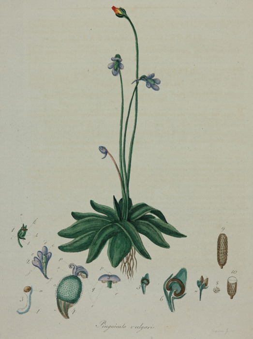 Gemeines Fettkraut (pinguicula vulgaris)