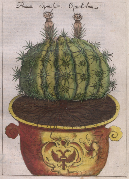Discocactus flagelliformis