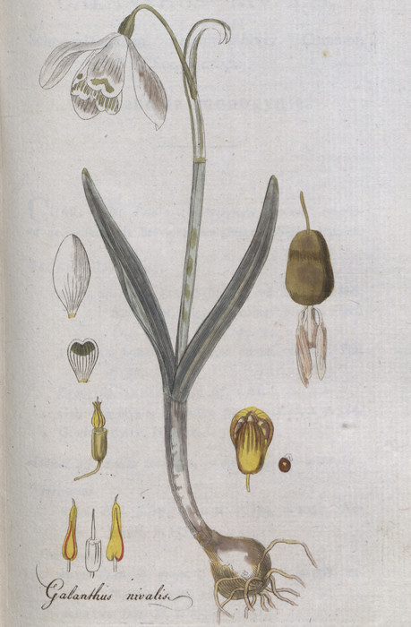 Kleines Schneeglöckchen (galanthus nivalis)