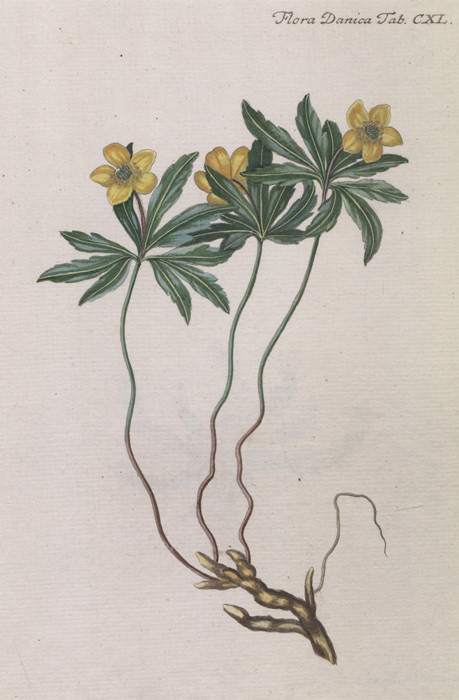 Gelbes Windröschen (anemone ranunculoides)
